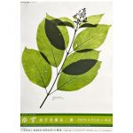 ゆず(YUZU) ポスター ゆず　歩行者優先　告知